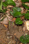 Largeflower heartleaf